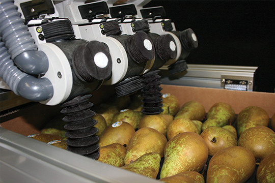 High-speed, automated fruit and vegetable labeling solutions for the packignhouse