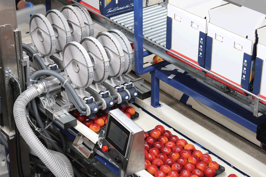 High-speed, automated fruit and vegetable tray labeling solution with vision technology