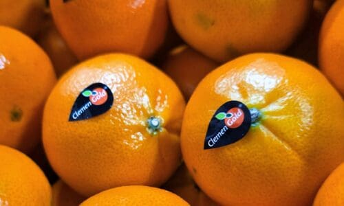 ClemenGold® and Sinclair: A partnership driving sustainability for South Africa and beyond